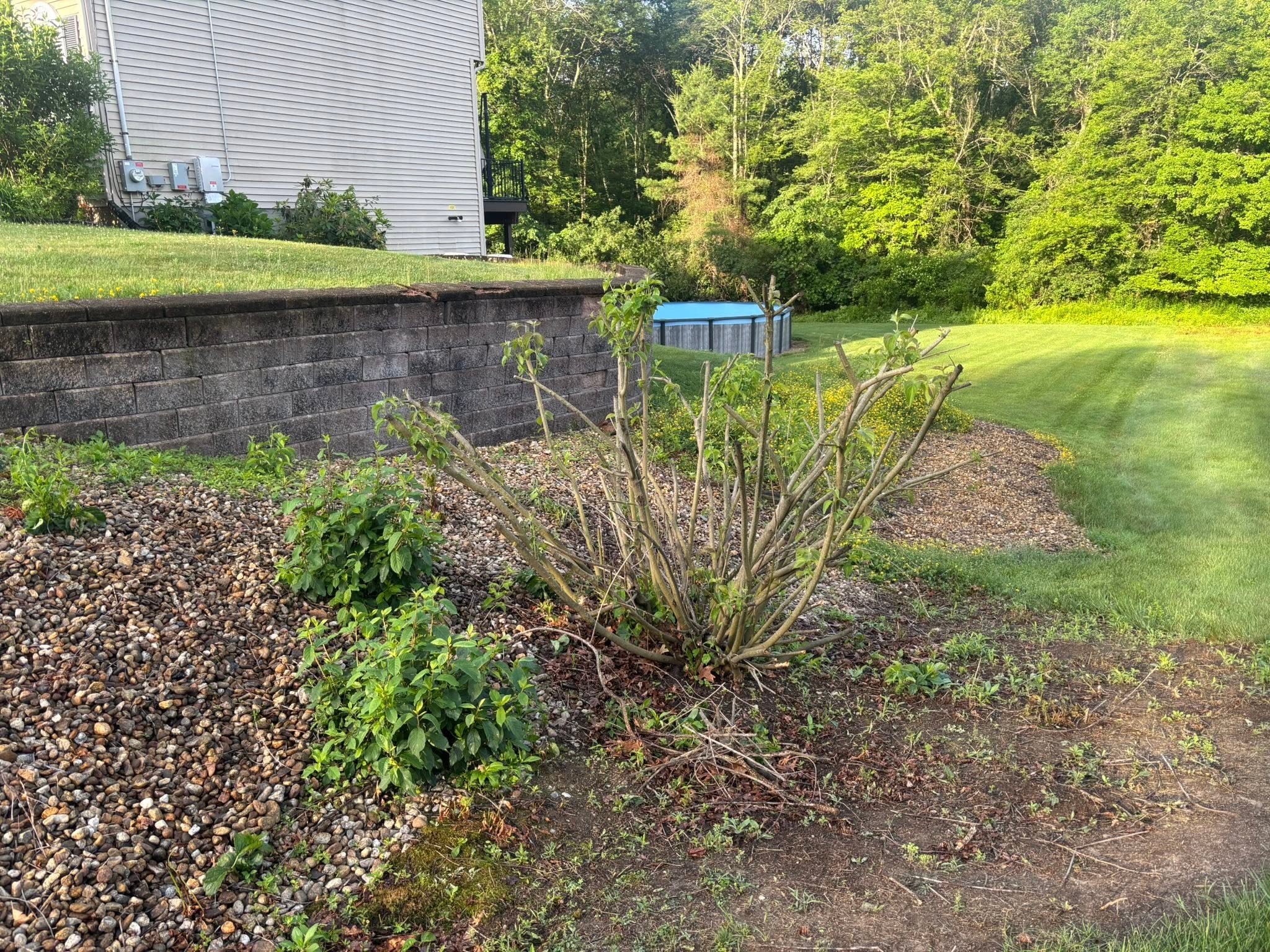 Final before — full scope of shrub and stump clearing project